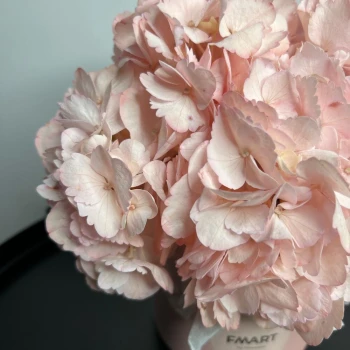 Hydrangea in a box