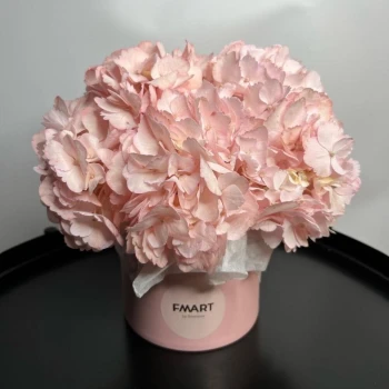 Hydrangea in a box